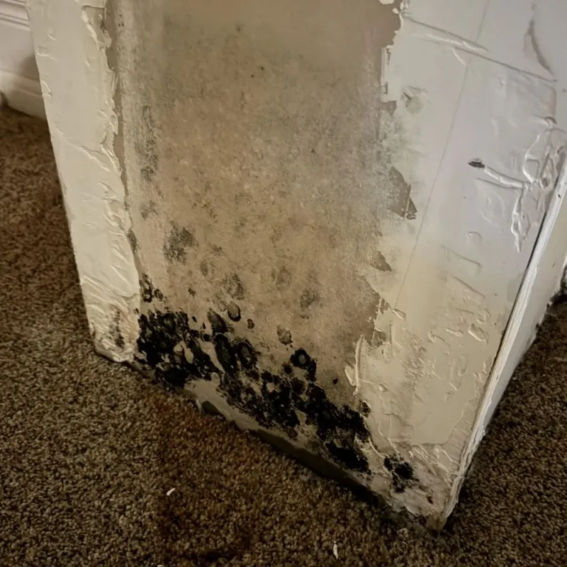 Professional Mold Removal in Assumption, IL